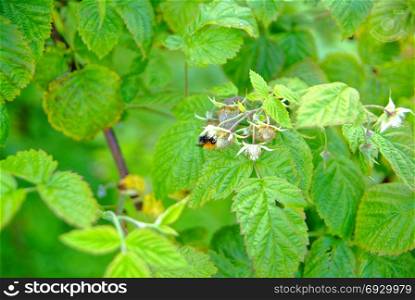 bumblebee on the flowers of raspberries in the summer. bumblebee on the flowers of raspberries in the summer, Russia