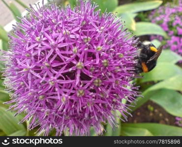 Bumblebee on the violet flower. Spring nature