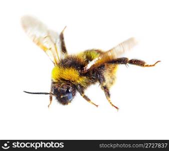 bumblebee on white background