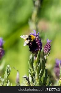 Bumblebee polinating lavender flower