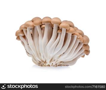 Buna shimeji mushroom isolated on white background