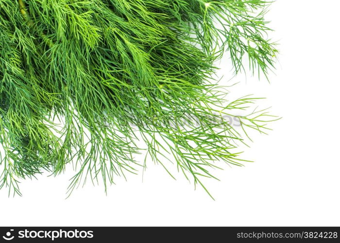 bunch fresh dill herb isolated on white background