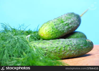 bunch fresh green dill herb and cucumbers on wooden old table blue background