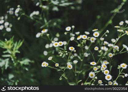 Bunch medicinal chamomile on a background of green grass.. Medicinal chamomile on a summer meadow 415.