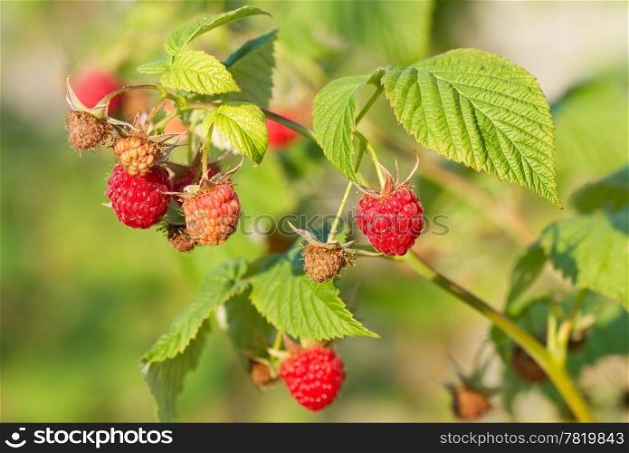 Bunch of a red raspberry.