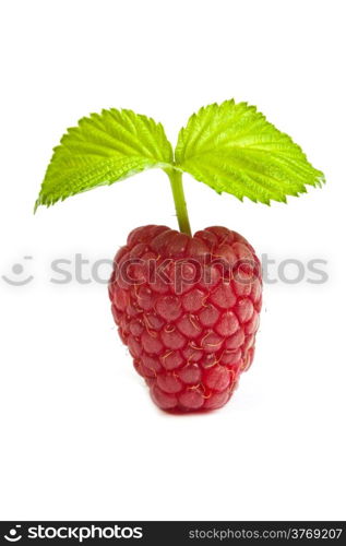 Bunch of a red raspberry on a white background. Close up macro shot. Image was professionally retouched