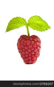 Bunch of a red raspberry on a white background. Close up macro shot. Image was professionally retouched