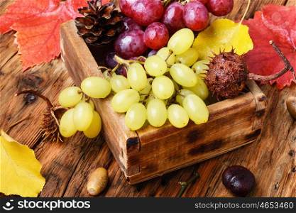 bunch of autumn grapes. large bunch of autumn grapes on a wooden table