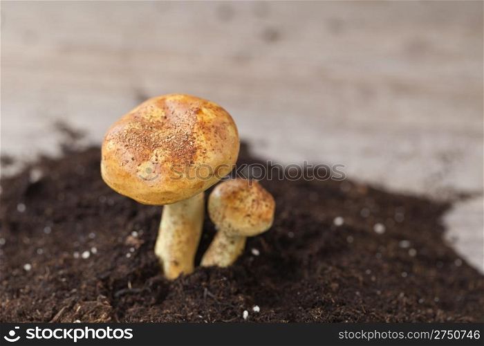 Bunch of autumn mushroom on soil