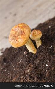 Bunch of autumn mushroom on soil