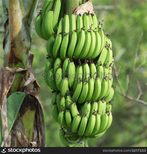 Bunch of Bananas at Moorea in Tahiti