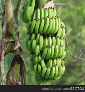 Bunch of Bananas at Moorea in Tahiti