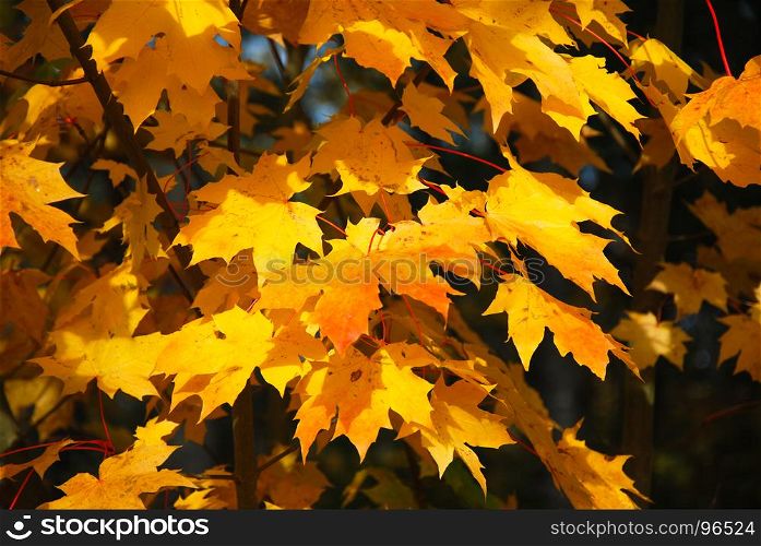 Bunch of beautiful fall season colored maple tree leaves