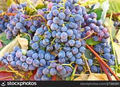Bunch of black ripe grapes