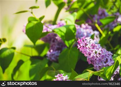 Bunch of blooming lilac flowers close up photo.