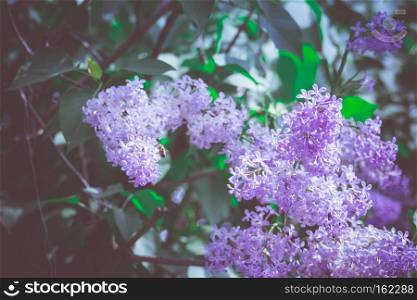 Bunch of blooming lilac flowers vintage close up photo.