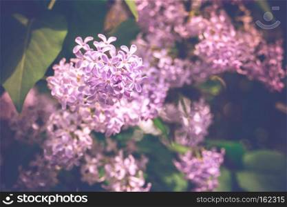 Bunch of blooming lilac flowers vintage close up photo.