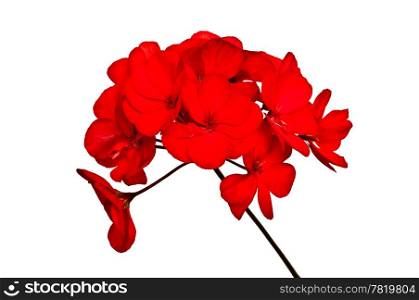 Bunch of blooming red geraniums, isolated on white background