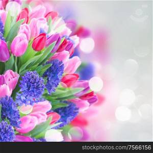 bunch of blue hyacinth and tulips close up isolated on white background. bouquet of blue hyacinth and tulips