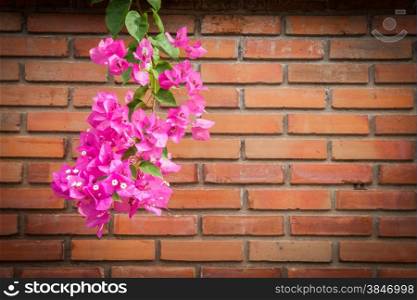Bunch of Bougainvillea flower on brown brick wall