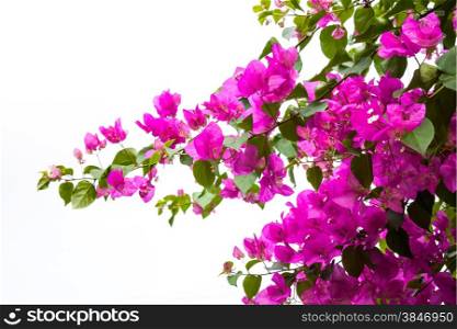 Bunch of Bougainvillea flower on white background