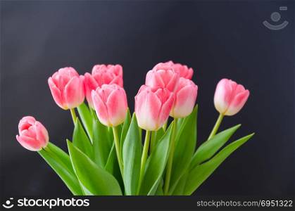Bunch of bright pink tulip flowers