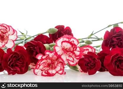 Bunch of carnations over white background. Copy-space