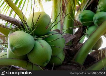 Bunch of coconut on coconut tree. Tropical fruit. Palm tree with green leaves and fruit. Coconut tree in Thailand. Coconut plantation. Agriculture farm. Organic drink for summer. Exotic plant. 