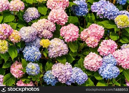 Bunch of colorful flowers in a garden pink blue yellow green background. Bunch of colorful flowers