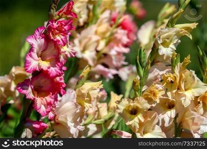 Bunch of colorful gladiolus flowers blooming in beautiful garden. Beautiful gladiolus. Gladiolus is plant of the iris family, with sword-shaped leaves and spikes of brightly colored flowers, popular in gardens and as a cut flower.  