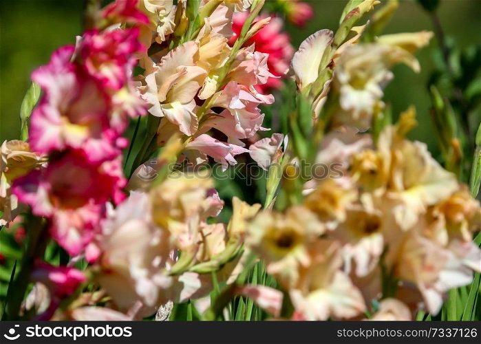 Bunch of colorful gladiolus flowers blooming in beautiful garden. Beautiful gladiolus. Gladiolus is plant of the iris family, with sword-shaped leaves and spikes of brightly colored flowers, popular in gardens and as a cut flower.


