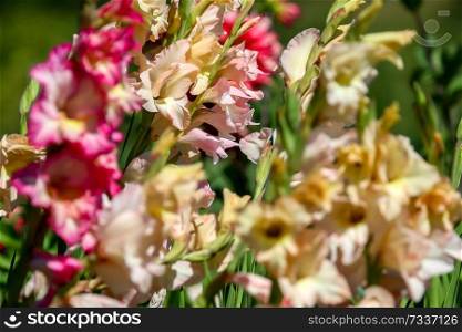 Bunch of colorful gladiolus flowers blooming in beautiful garden. Beautiful gladiolus. Gladiolus is plant of the iris family, with sword-shaped leaves and spikes of brightly colored flowers, popular in gardens and as a cut flower.

