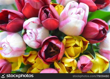 bunch of colorful tulips