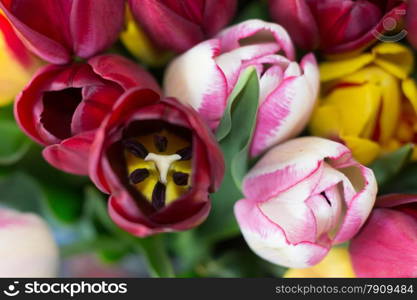 bunch of colorful tulips