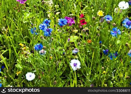 Bunch of colourful blooming wildflowers in high meadow in summer