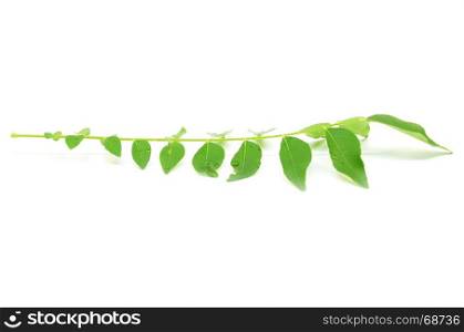 Bunch of curry leaves over white background