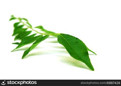 Bunch of curry leaves over white background
