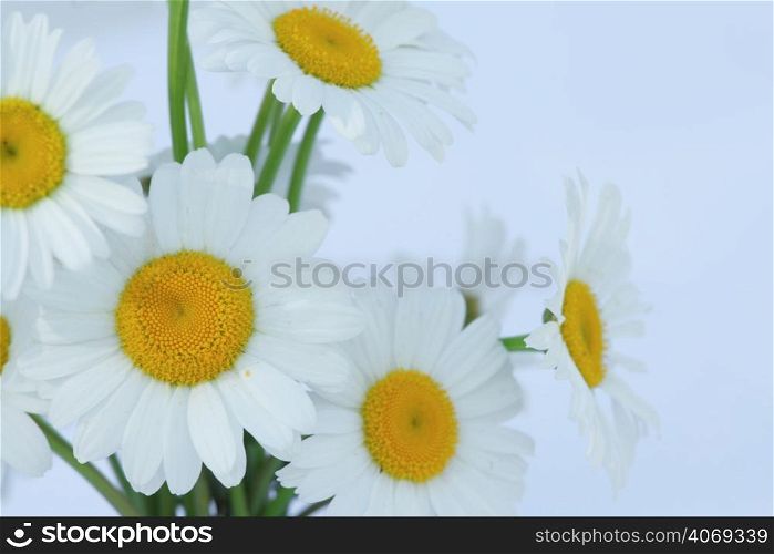 Bunch of daisies on white
