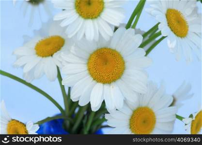 Bunch of daisies on white
