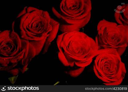 Bunch of dark red roses with water droplets