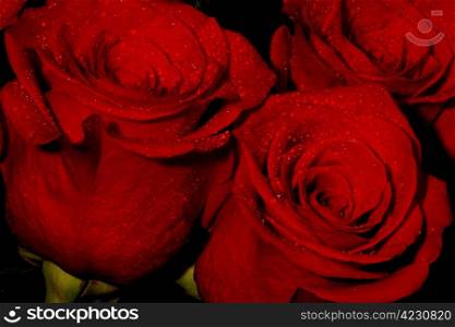 Bunch of dark red roses with water droplets