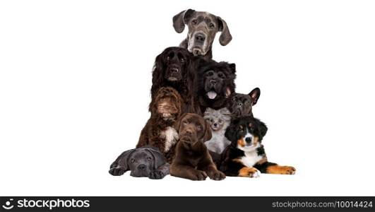 bunch of different dog breeds isolated on a white background. bunch of different dog breeds