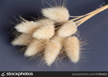 Bunch of dry bunnytail for decoration