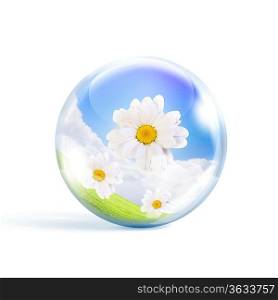 bunch of fresh camomile flowers inside a glass sphere
