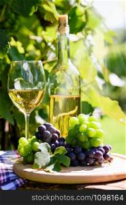 Bunch of fresh grapes next to white wine in a bottle and wineglass on the background of a rustic vineyard and sunlight.