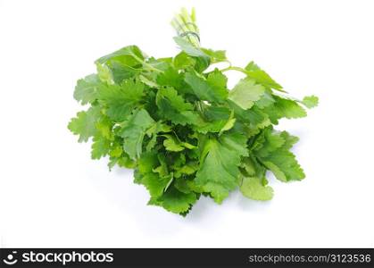 Bunch of fresh green parsley isolated on white background