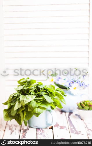 Bunch of fresh green spinach in blue cup. Spinach bunch in cup