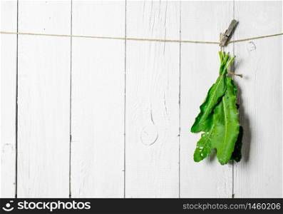 Bunch of fresh herbs on a string. On white wooden wall.. Bunch of fresh herbs on a string.