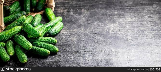 Bunch of fresh homemade cucumbers. On a black background. High quality photo. Bunch of fresh homemade cucumbers.