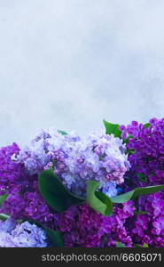 Bunch of fresh lilac flowers on gray background background with copy space. Fresh lilac flowers